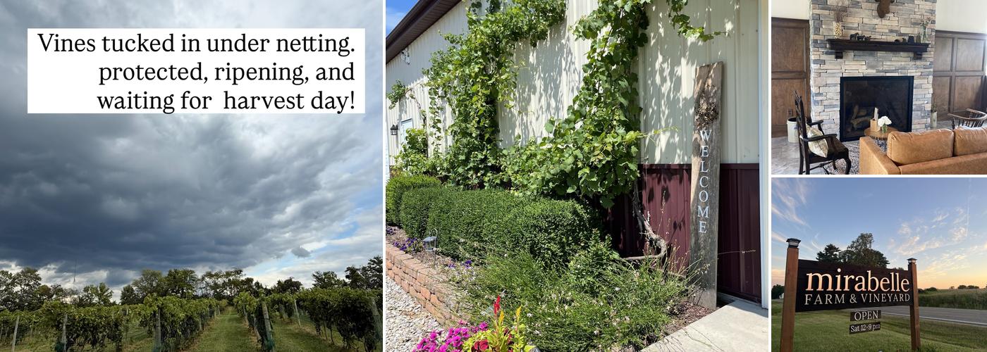Mirabelle Farm & Vineyard