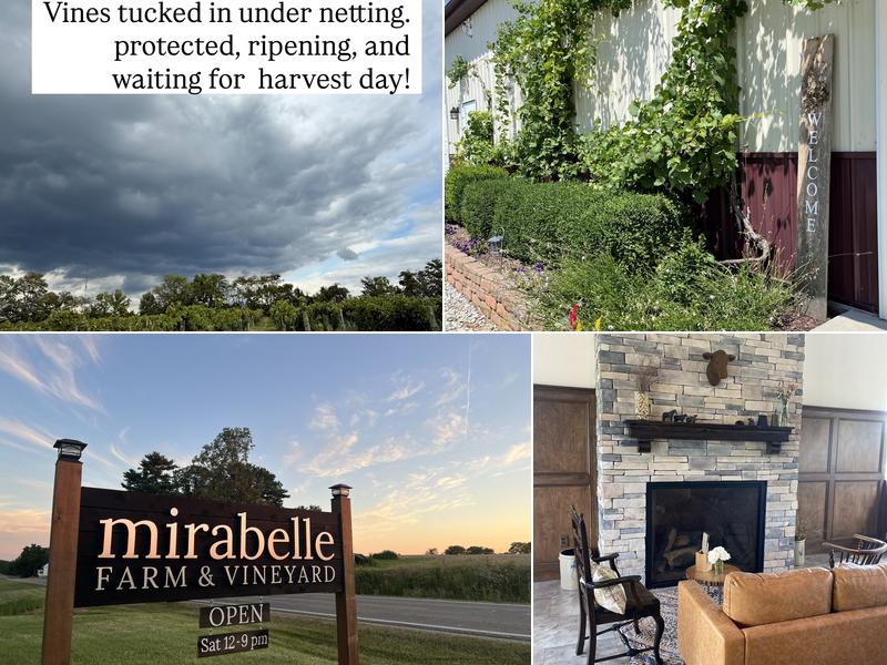 Mirabelle Farm & Vineyard