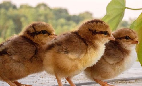 Mt Healthy Hatcheries Inc.