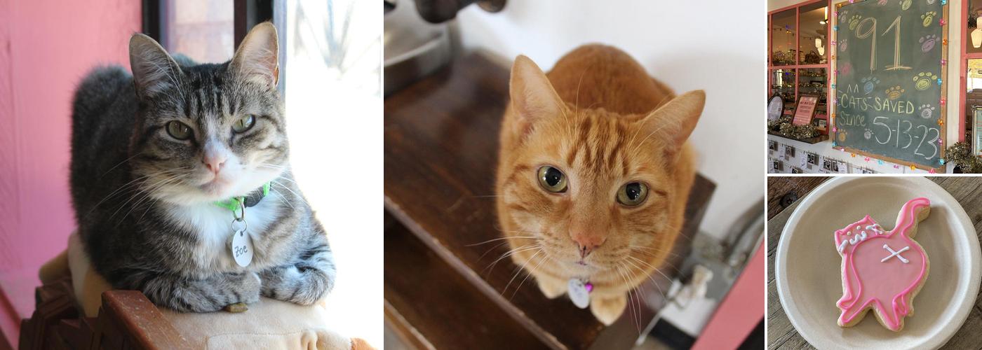 don't stress meowt - Cat Cafe