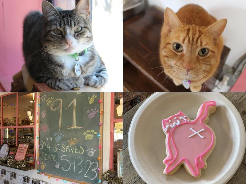 don't stress meowt - Cat Cafe 1900 Linwood Blvd Suite 300, Oklahoma City