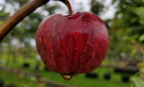 Albrecht's Nursery and Orchard LLC