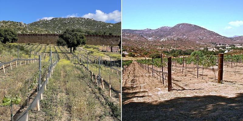 Campo Creek Vineyards Menu