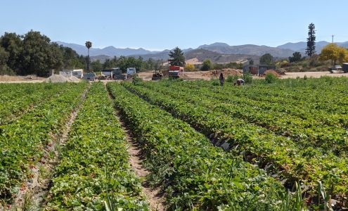 South Coast Farms U-Pick
