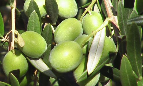 Bariani Olive Oil Zamora