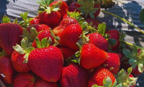 Chao's Strawberries