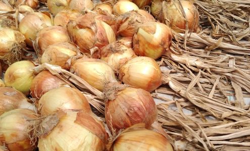 Brenckle's Organic Farm and Greenhouse