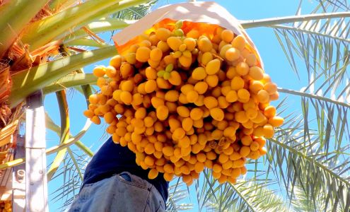 Fresh Dates by Anderson