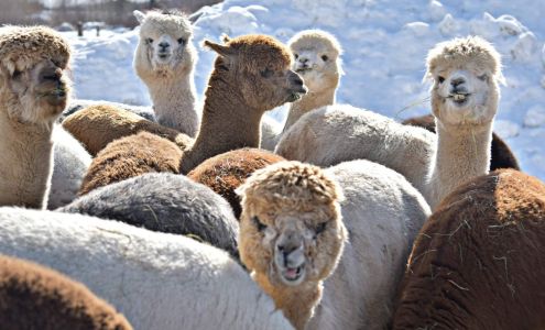 Ferme Les Alpagas Là! Là! Saint-ambroise