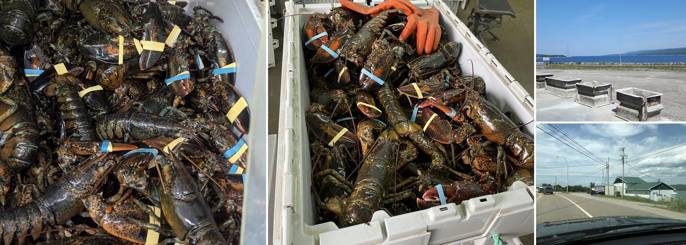 BST Lobster Sales Limited
