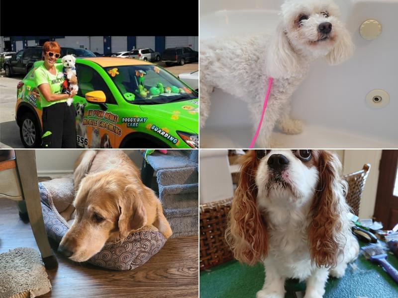 Angel Pets of Houston