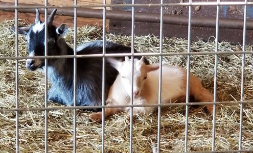 Steady Lane Farm Ashfield