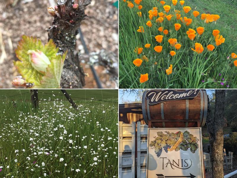 Tanis Vineyards Winery