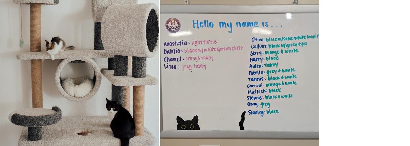 Kitty Pause Kitty Café Menu