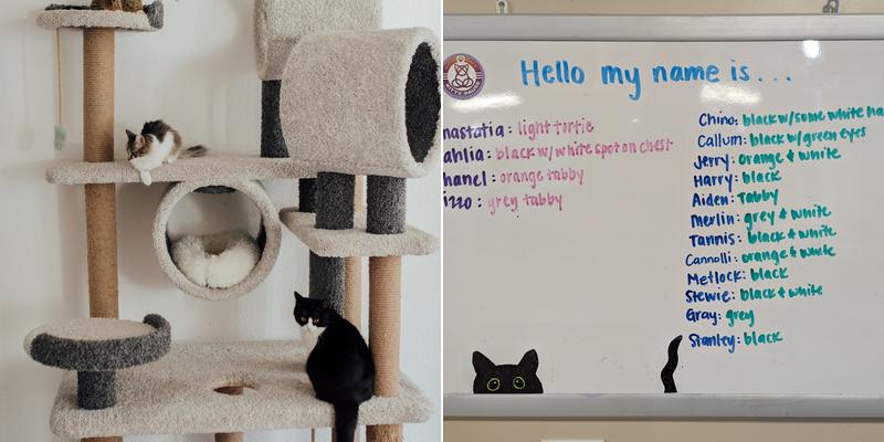 Kitty Pause Kitty Café Menu
