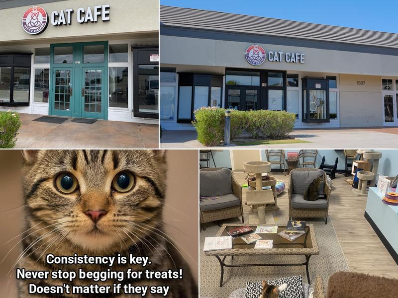 Kitty Pause Kitty Café