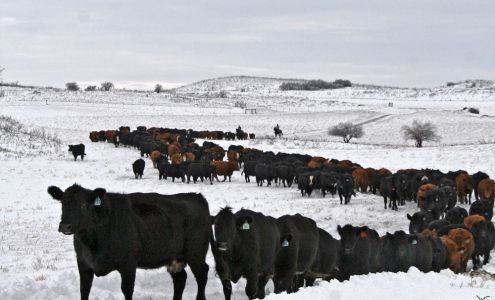 Kenner Simmental Ranch Leeds