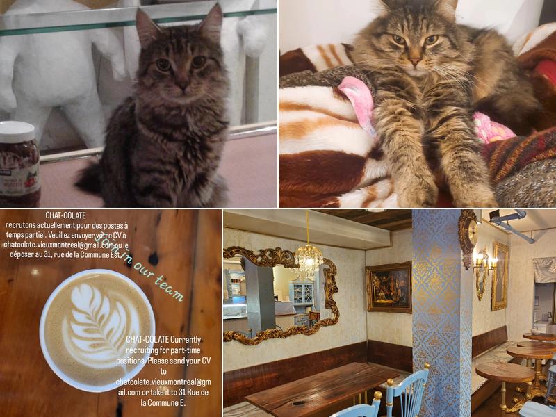 CHAT-COLATE