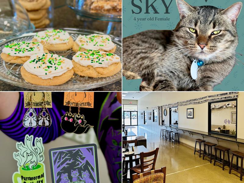 Black Forest Cat Café 4716 Coldwater Rd, Fort Wayne