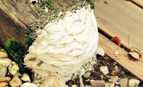 License To Kill Pest Control LLC 17403 MO-5, Sunrise Beach Missouri 65079