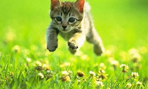 Affordable Lawn Care Services