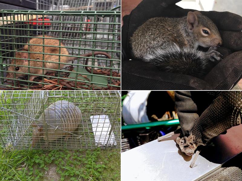 Williams Wildlife Removal