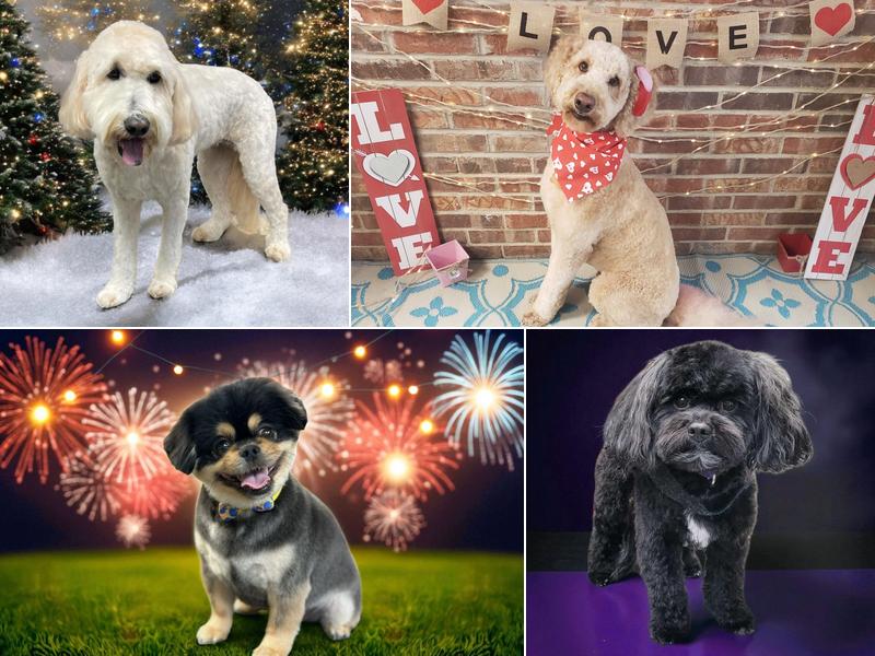 Ben Fur Pet Grooming