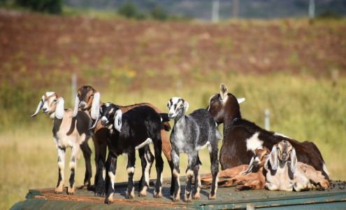 Haleakala Creamery Kula