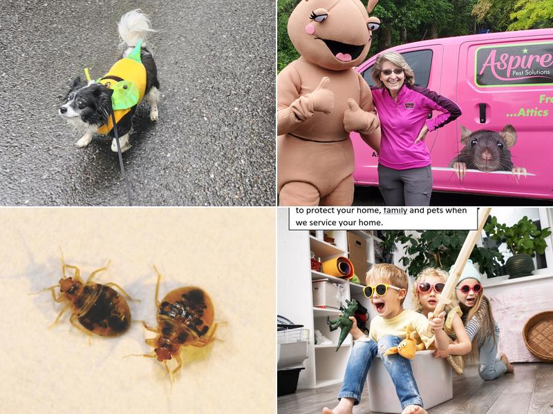 Aspire Pest Solutions