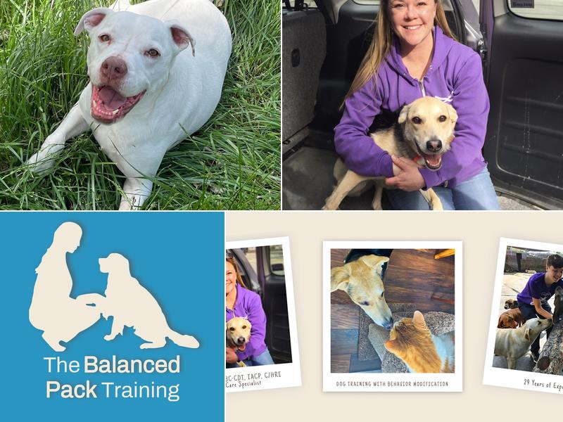 The Balanced Pack Dog Training