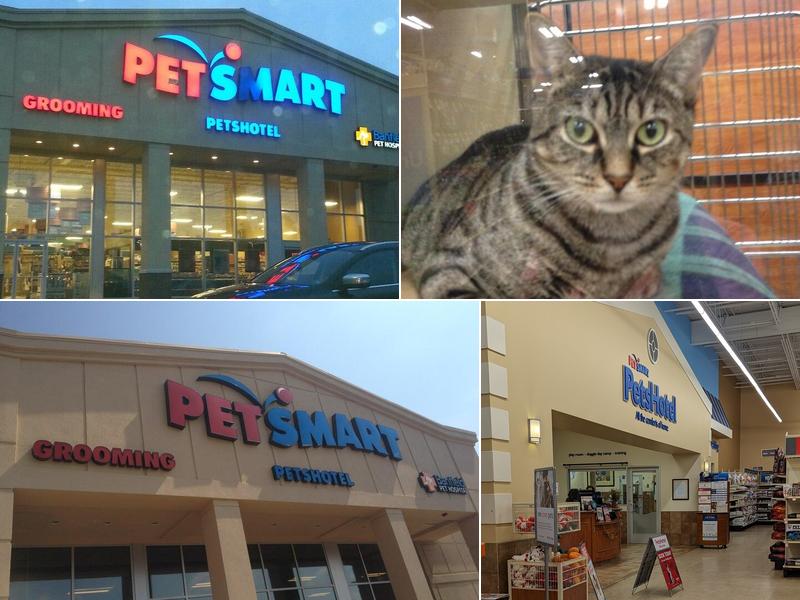 PetSmart Doggie Day Camp