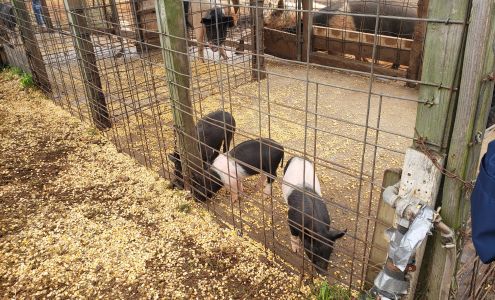 PaPa Simpson's Farm Arcadia