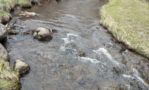 Rose City Park Rose City