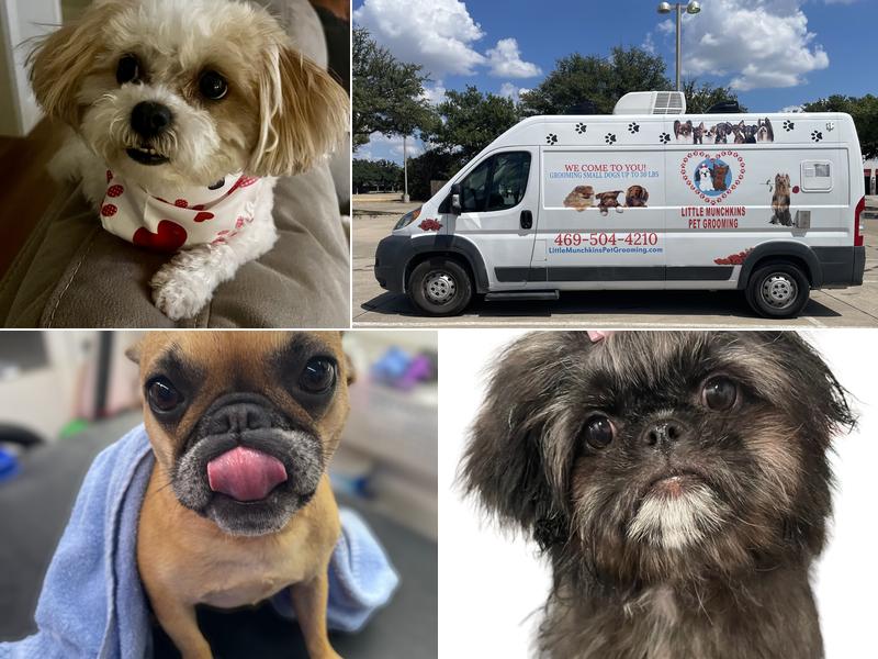 Little Munchkins Mobile Pet Grooming