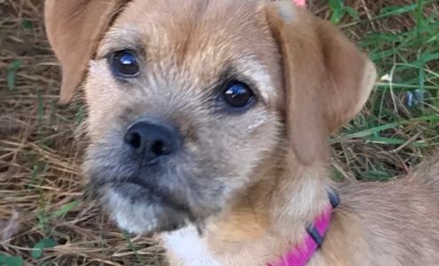 Hart County Humane Society