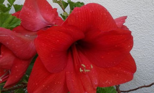 Star Garden Supply Inc