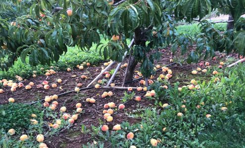 Cody Orchards Fruit Stand