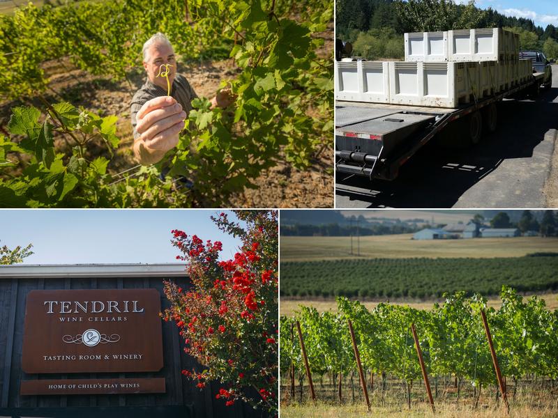 Tendril Wine Cellars