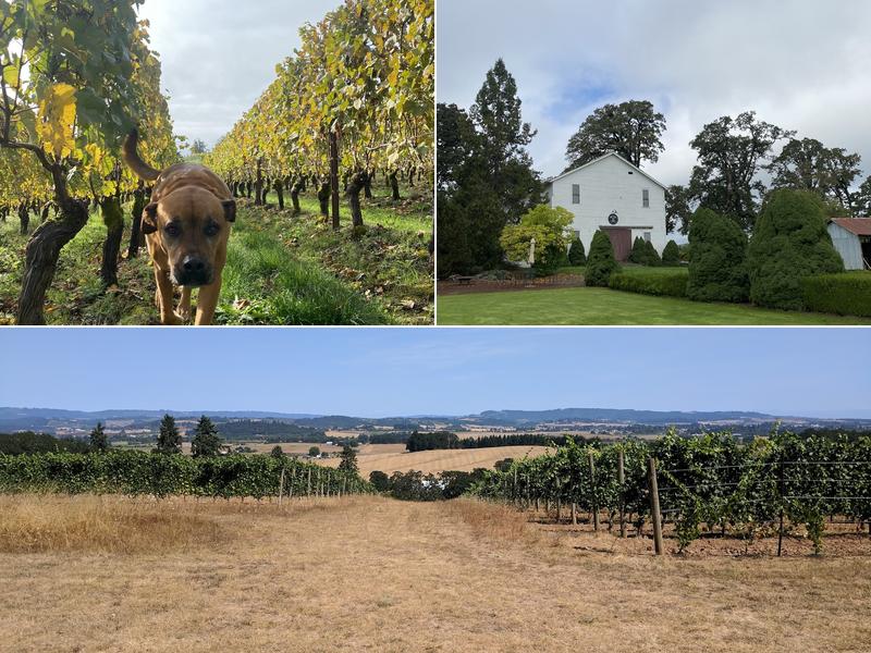 Carlton Hill Wine Company