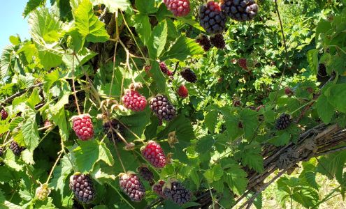 Munoz Berries U-pick