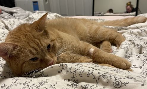 Nanton Veterinary Clinic Nanton