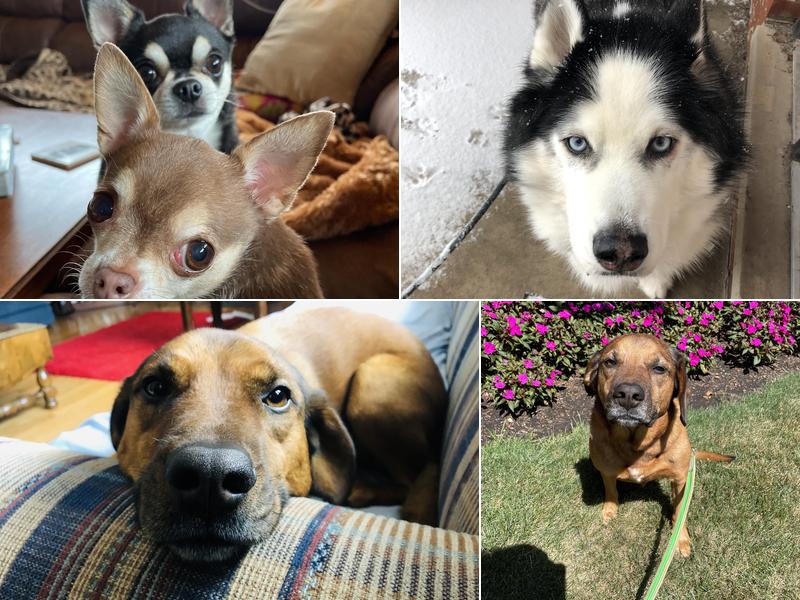 Zoo Crew Pet Services