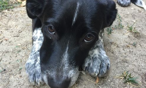 Your Best Companion Dog Training & Behavior