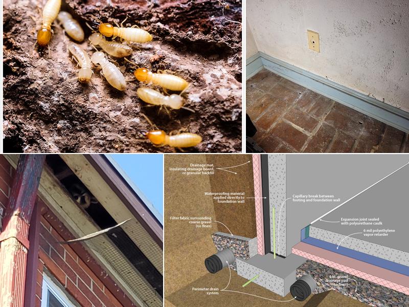 Potomac Pest & Termite Control