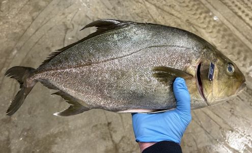 Pacific Seafood Texas