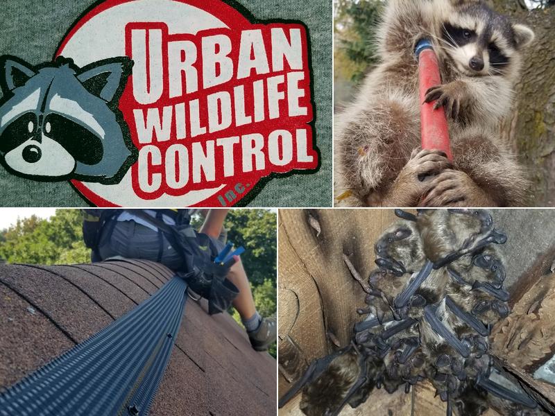 Urban Wildlife Control Inc.