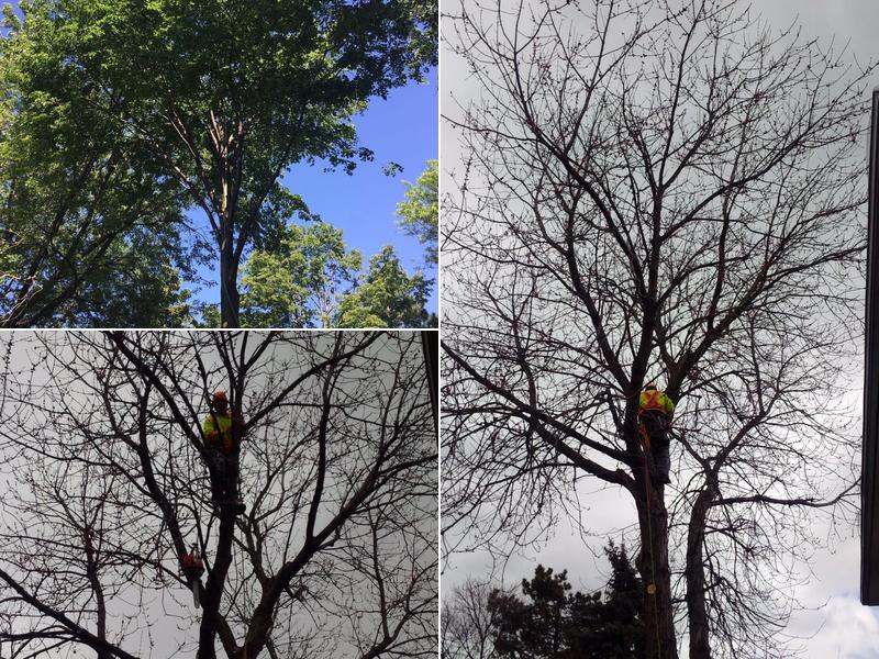 Atlantic Tree Service