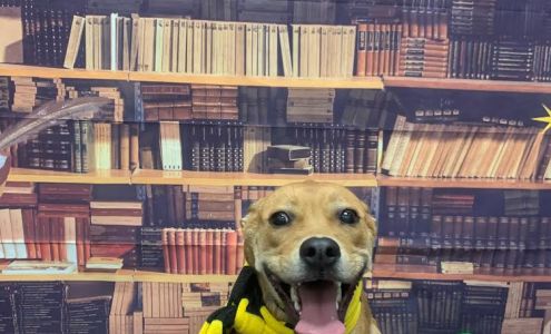 Camp Bow Wow East Peoria