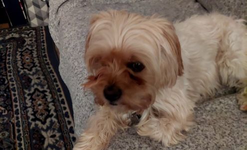 Red River Yorkies Avery