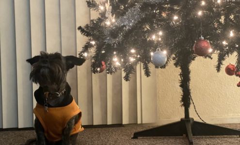 Scissor Me Pretty Dog Grooming & Boutique